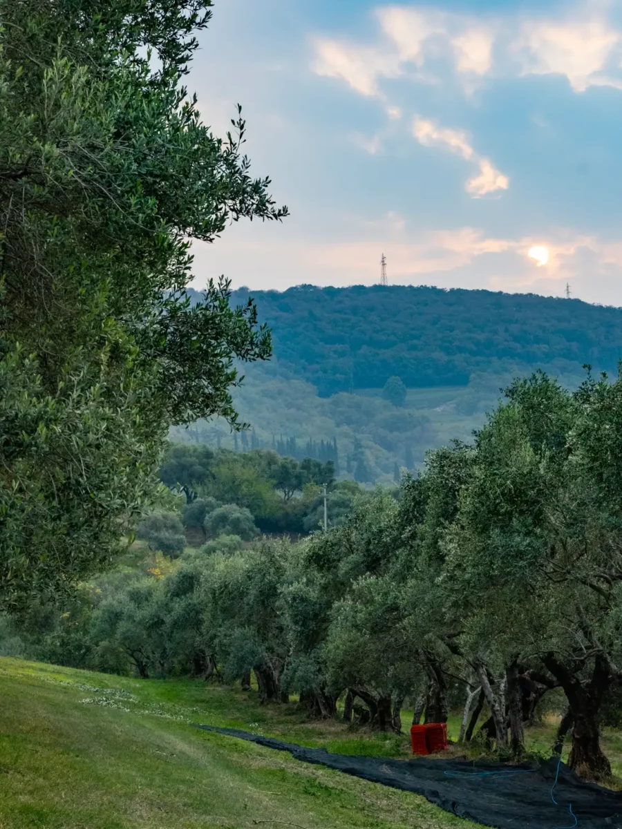 Azienda Agricola Luigi Ruffo — foto 2